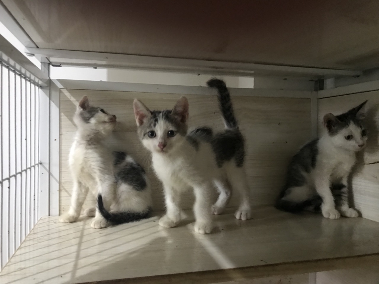 土猫被黑白英短qj的,就是土猫基友比较强大