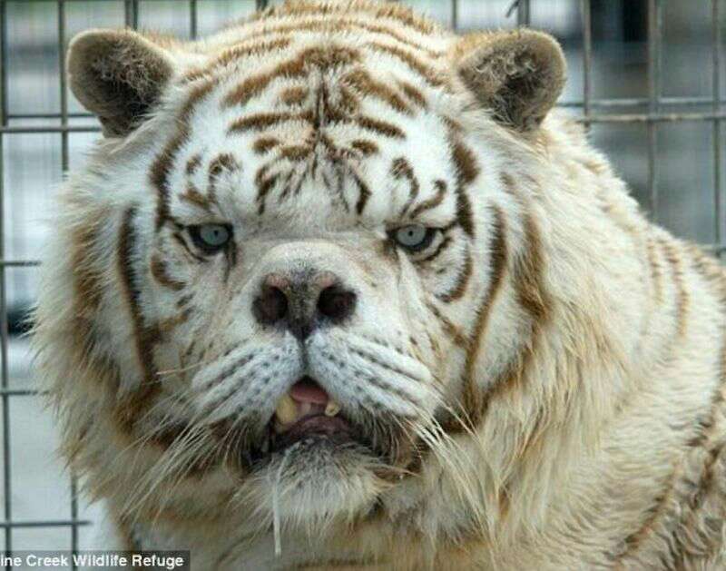 来自一块排骨的腔友圈