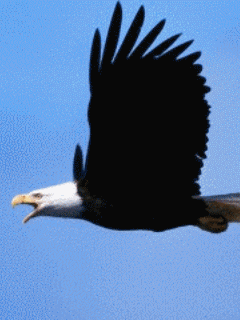 240_320竖版 竖屏gif 动态图 动图