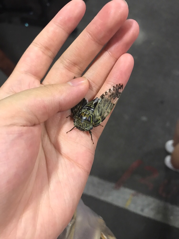  抓到一只蝉