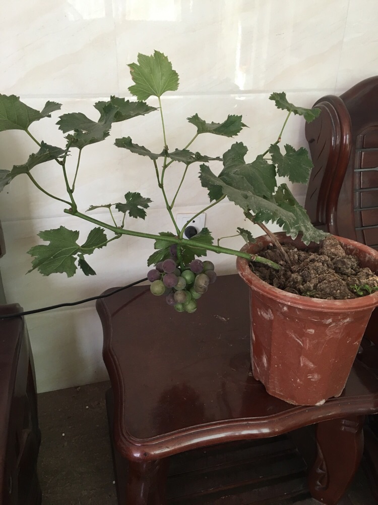 随便说说#嘻嘻,自己嫁接的巨峰葡萄盆景,厉害吧